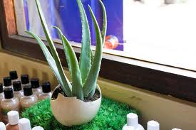 aloe vera